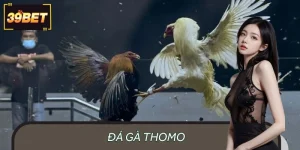Đá Gà Thomo - Khoảnh Khắc Kịch Tính, Cơ Hội Thắng Hấp Dẫn