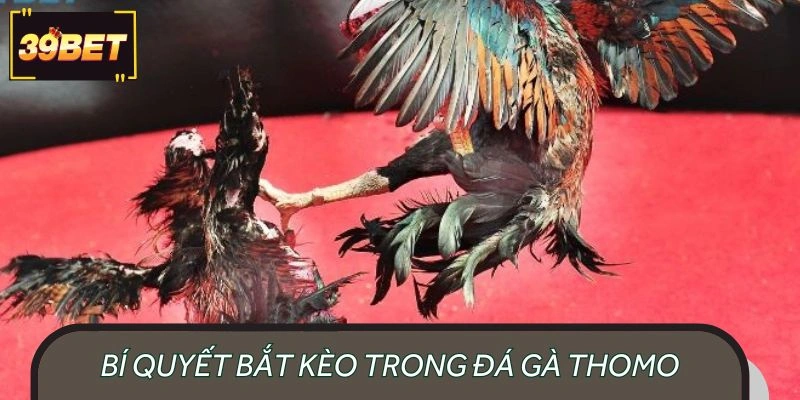 Bí quyết bắt kèo trong đá gà Thomo