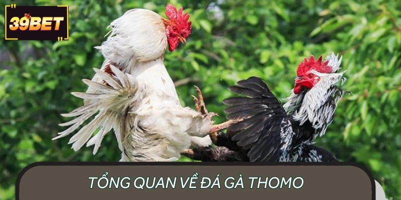 Khái quát sơ lược về đấu chiến kê Thomo