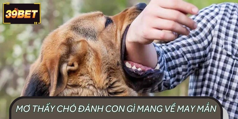 Con số may mắn đi kèm với giấc mộng thấy chó